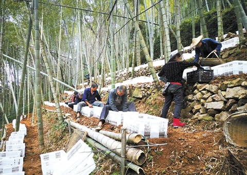 深挖丛林“钱库”，浙江林下生“金”